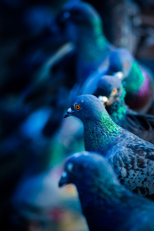 無料 緑と青の鳩の群れ 写真素材