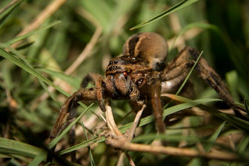 Brown Spider on Brown Twigs and Grass