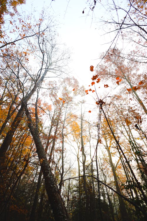 Foto d'estoc gratuïta de arbres, bosc, caure