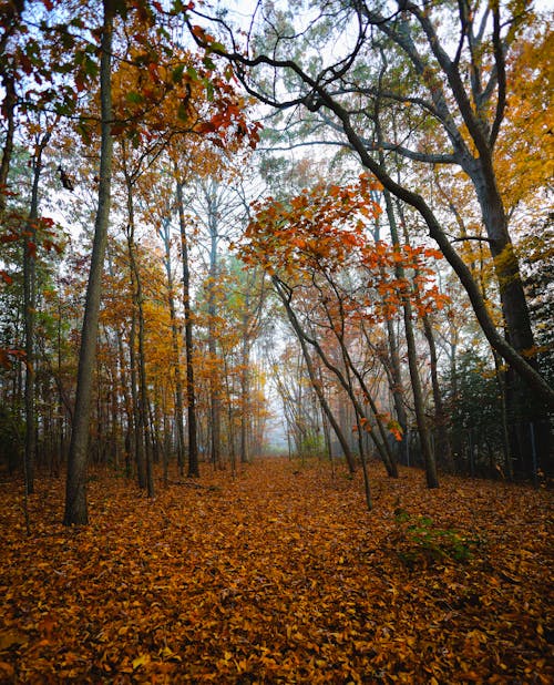 Immagine gratuita di alberi, autunno, boschi