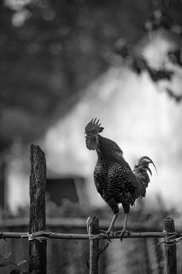 Rooster On Fence