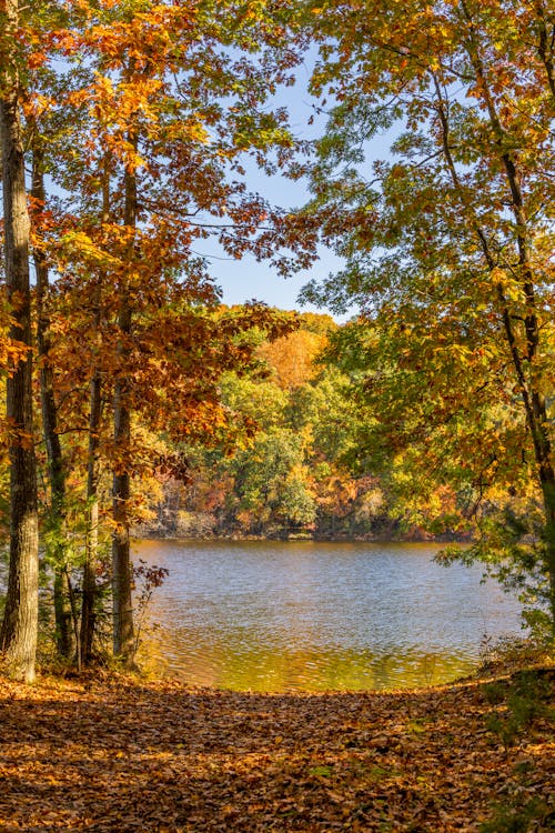 Darmowe zdjęcie z galerii z fotografia przyrodnicza, jesień, jezioro