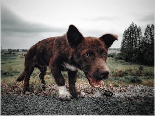 Darmowe zdjęcie z galerii z brązowy pies, fotografia psów, fotografia zwierząt domowych