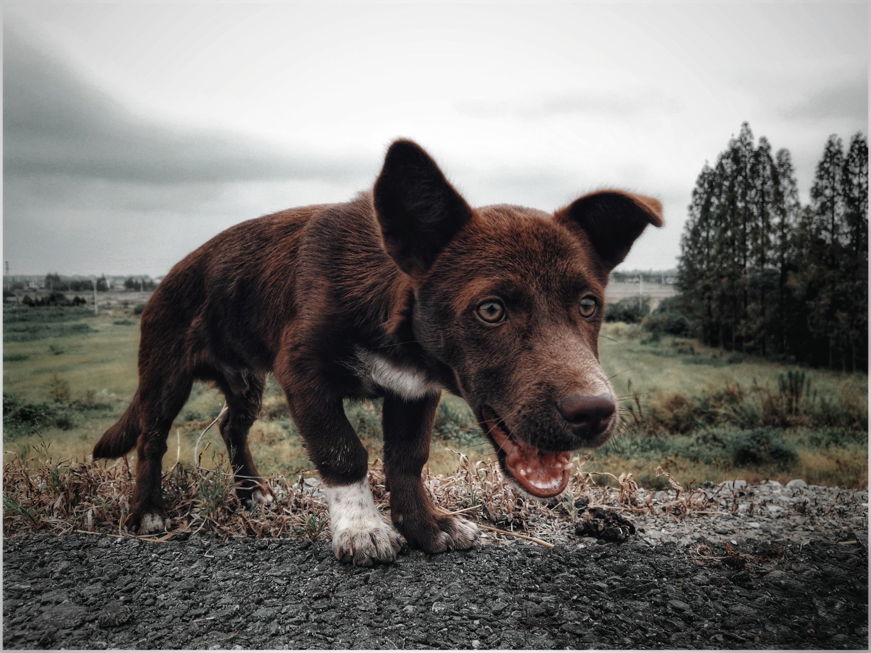 Portrait of a dog at a veterinary clinic