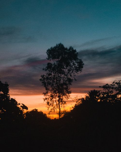 Free Vibrant sunset silhouette of trees with a dramatic sky in Ceará, Brazil. Stock Photo