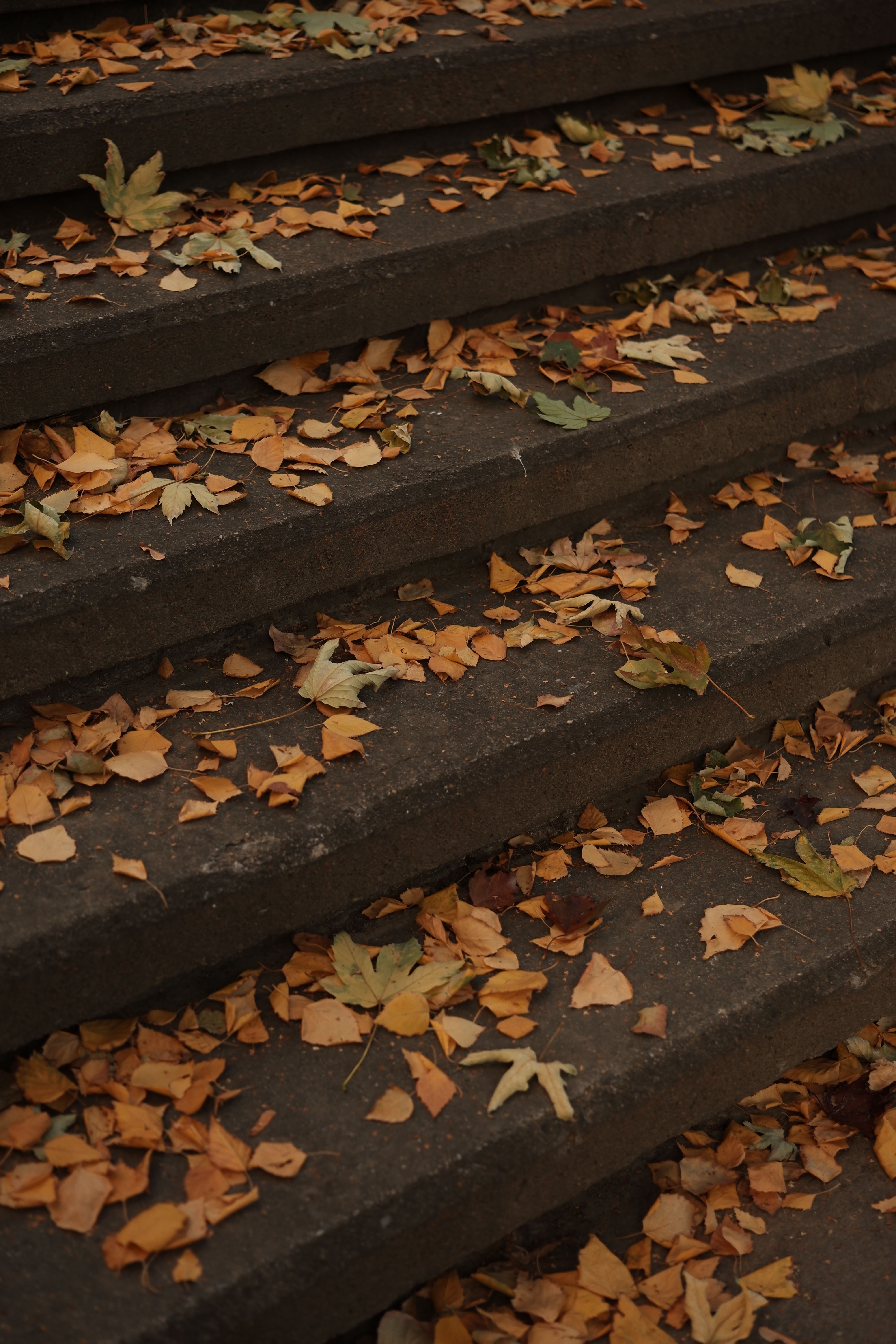 A close-up of dry leaves scattered on stone steps, evoking the essence of autumn.