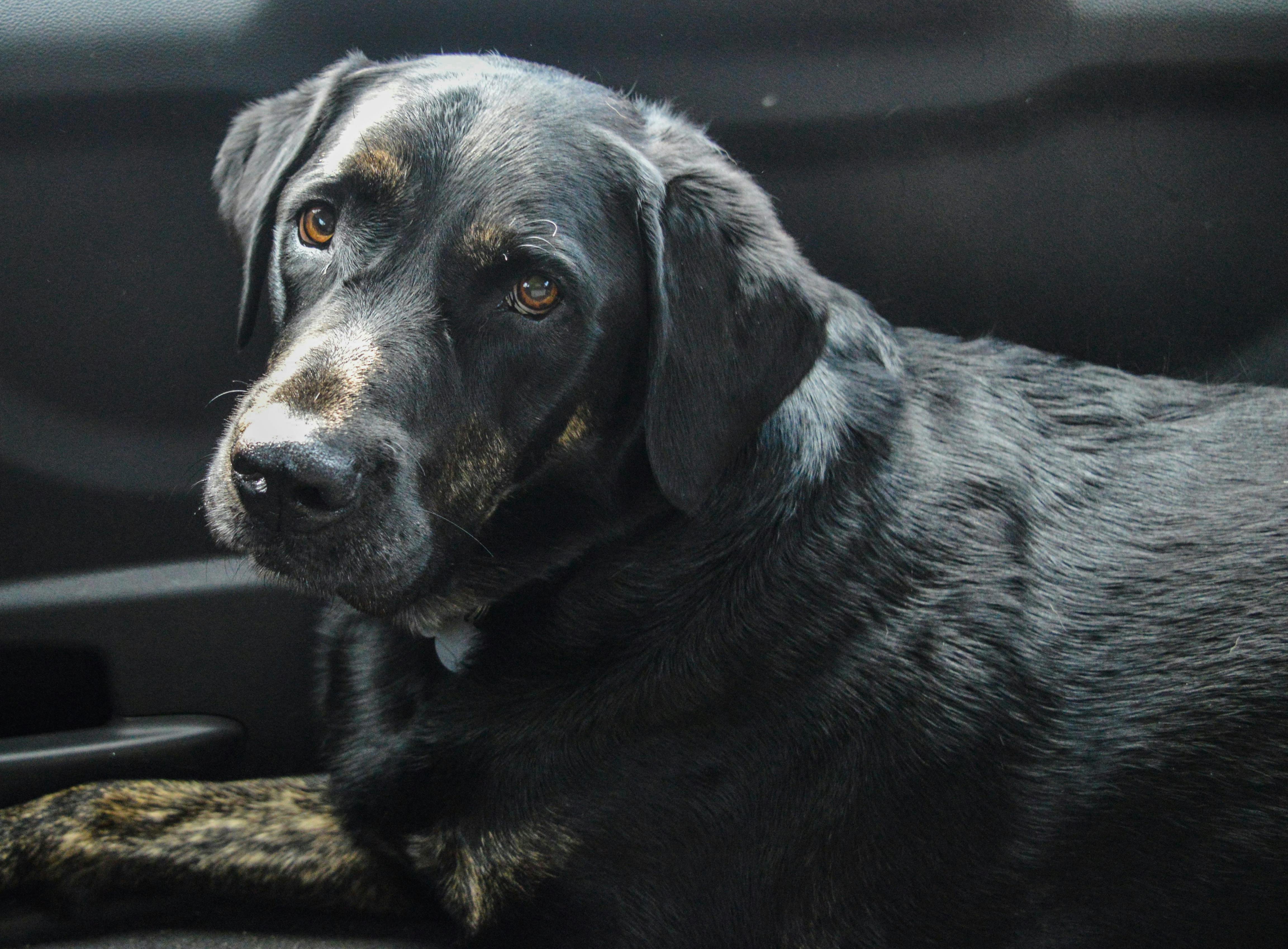 Adult Black Labrador Retriever