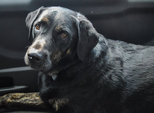 bezplatná Základová fotografie zdarma na téma černý pes, čistokrevný, detail Základová fotografie