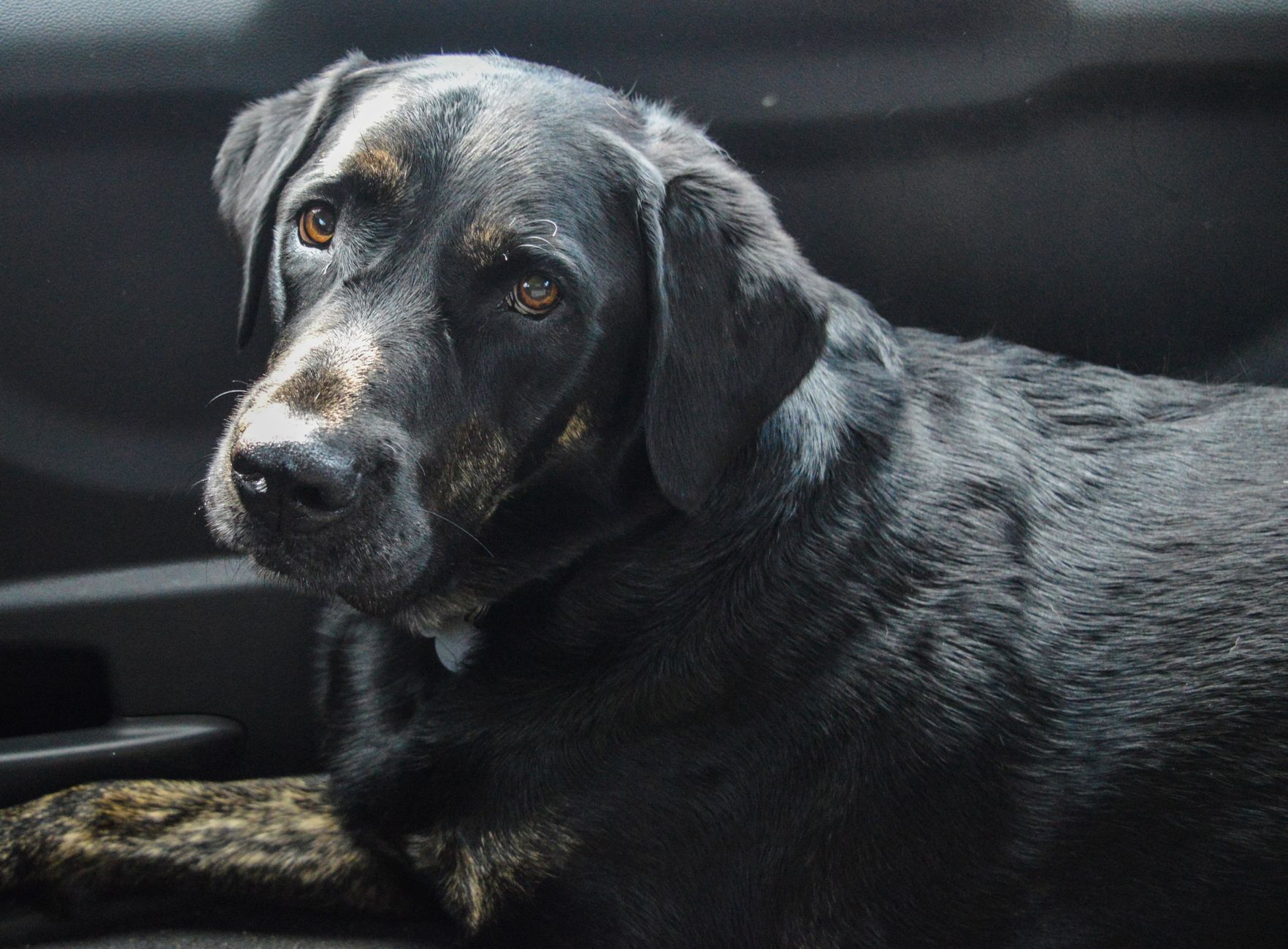 Portrait of a dog at a veterinary clinic