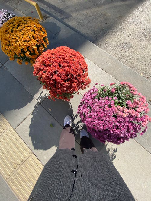 垂直拍攝, 綻放的花朵, 花 的 免費圖庫相片