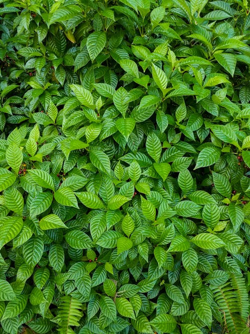 Foto profissional grátis de conhecimento, fechar-se, folhas verdes