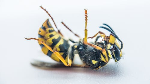 Free stock photo of hornet, macro, pest