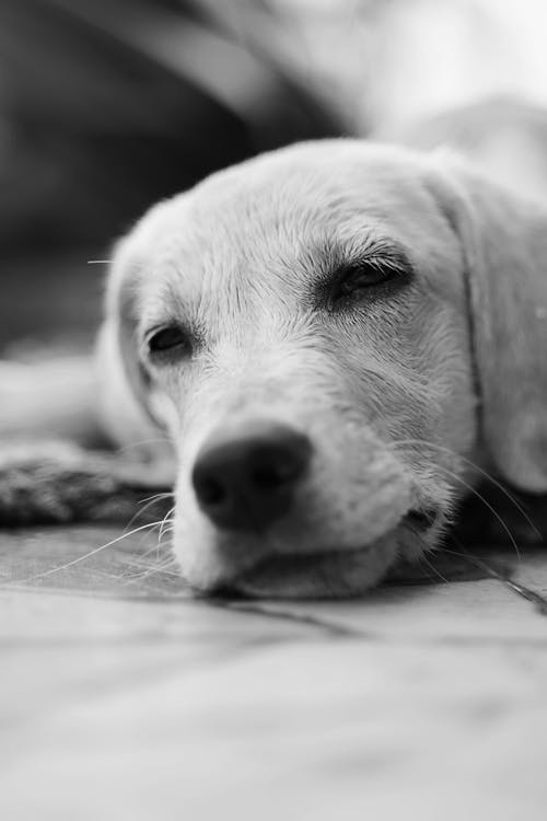 Gratis Fotos de stock gratuitas de adorable, animal, blanco y negro Foto de stock