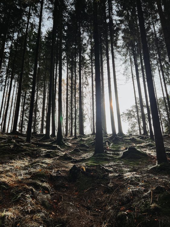 Low Angle Shot of Trees in Forest · Free Stock Photo