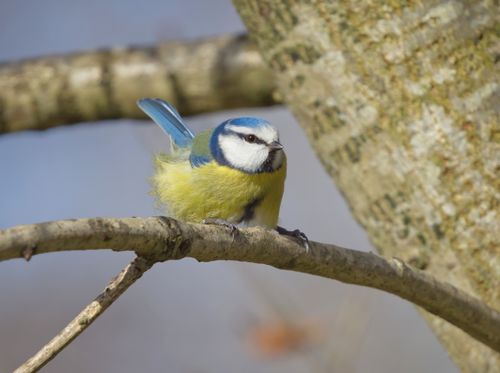 Free Close-up of a colorful Eurasian blue tit bird perched on a tree branch. Stock Photo