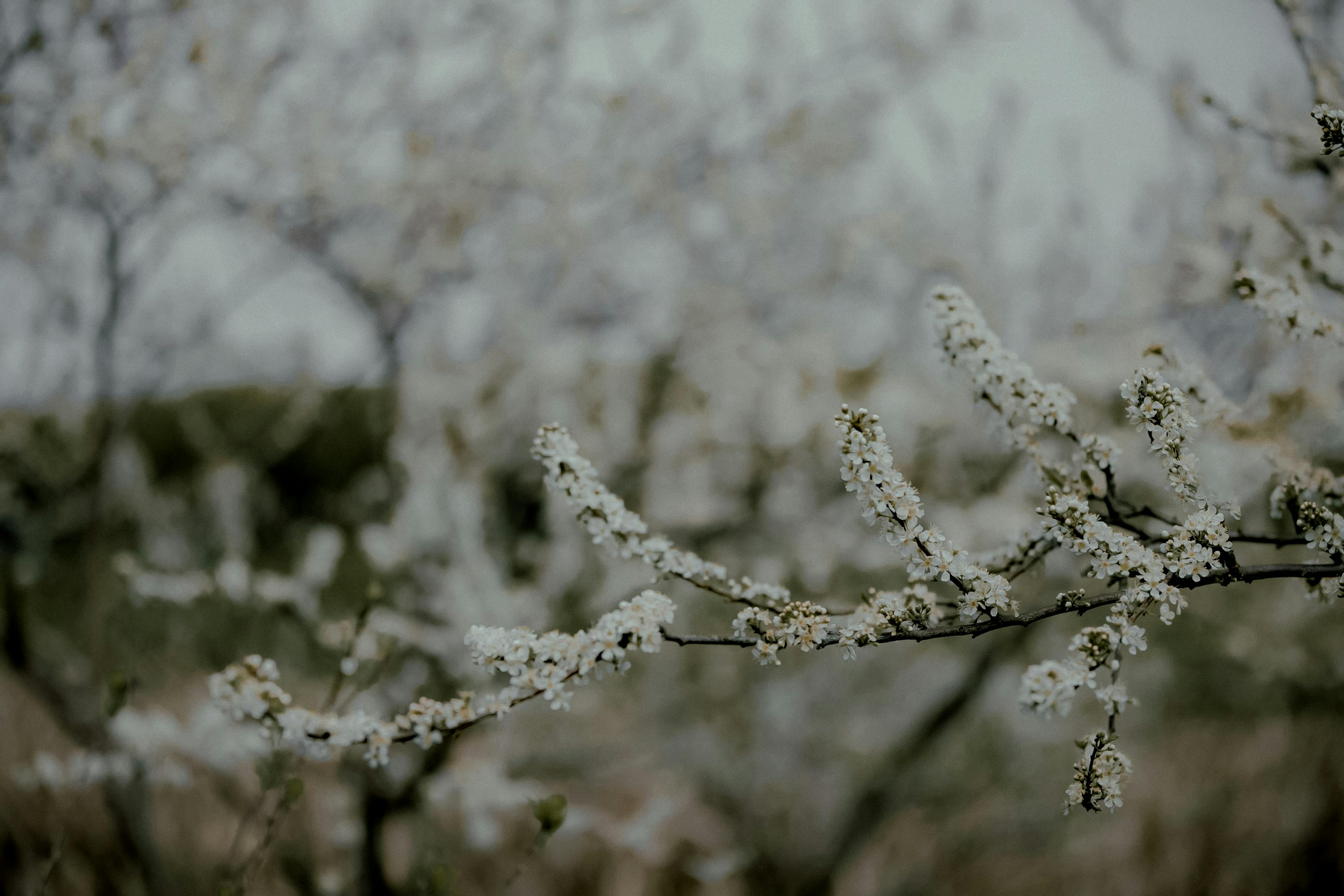 Yellow Petaled Tree Flowers · Free Stock Photo