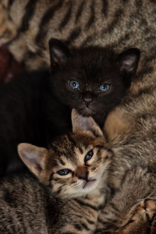 Free Charming close-up of two cuddly kittens lying together, perfect for animal lovers. Stock Photo