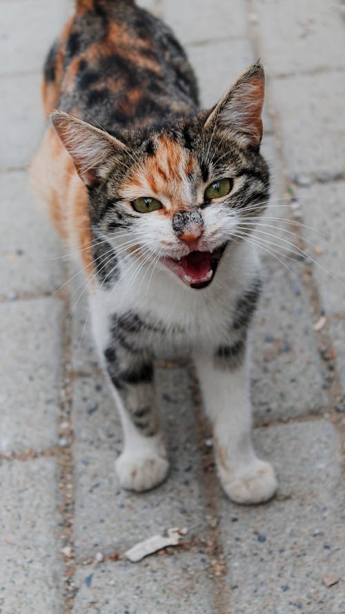 Δωρεάν στοκ φωτογραφιών με tabby cat, γλυκούλι, εγχώριος