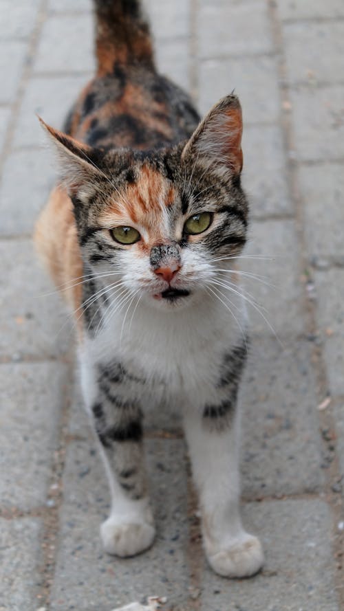 Δωρεάν στοκ φωτογραφιών με tabby cat, γλυκούλι, εγχώριος