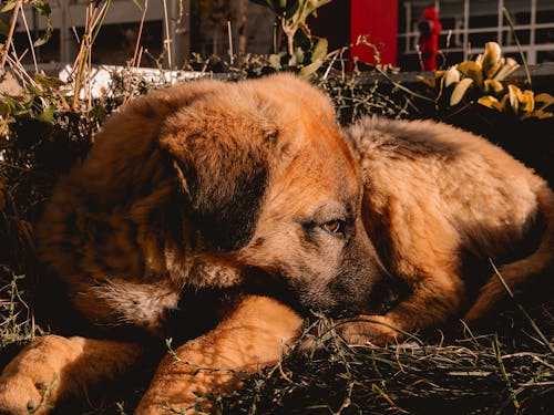 Foto stok gratis anjing, binatang, fotografi binatang