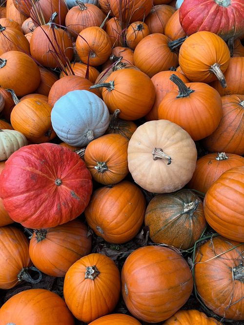 Free Colorful assortment of pumpkins showcasing fall abundance for seasonal celebrations. Stock Photo