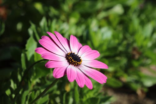 꽃이 피는, 분홍색 꽃, 성장의 무료 스톡 사진