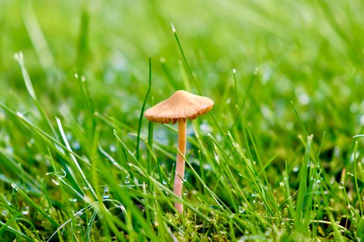 Brown Mushroom on Green Grass Field