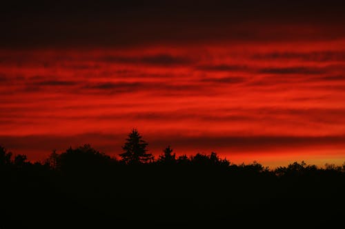 Foto profissional grátis de árvores, céu alaranjado, crepúsculo