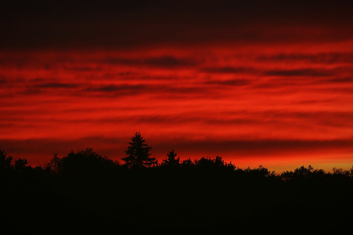 Photos gratuites de arbres, ciel orange, heure dorée