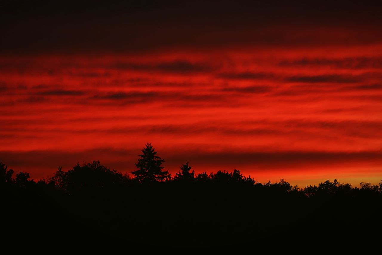 captivating silhouette of trees against a dramatic sunset with a red a