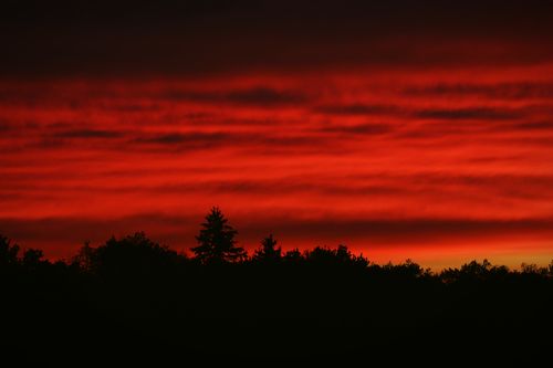 Free Captivating silhouette of trees against a dramatic sunset with a red and orange sky. Stock Photo