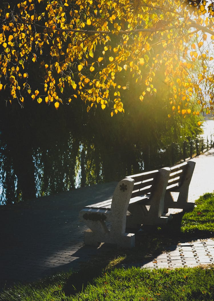 Empty Bench In The Park