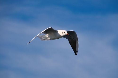 Free Close-up of a seagull flying gracefully over Chiemsee, Bavaria, against a vibrant blue sky. Stock Photo