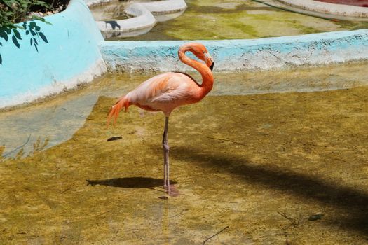 Vivid flamingo standing on one leg in a park pond in Chilpancingo, Mexico.
