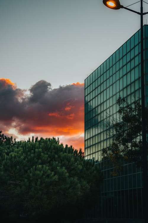 Green Trees Beside Glass Building