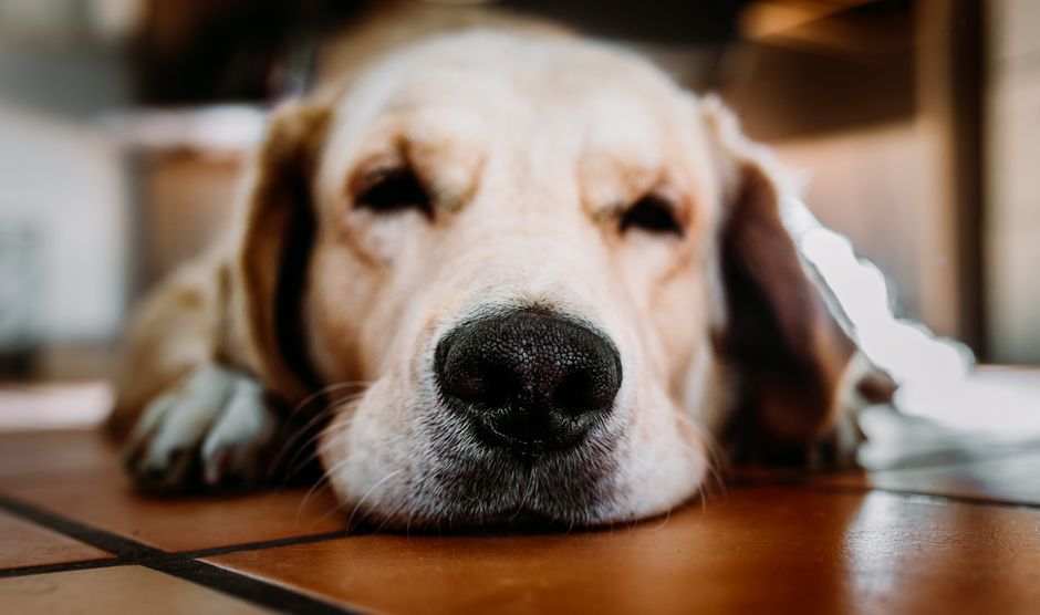 Close-up of a sleepy Golden Retriever puppy lying on the floor indoors, exuding cuteness and calmness.
