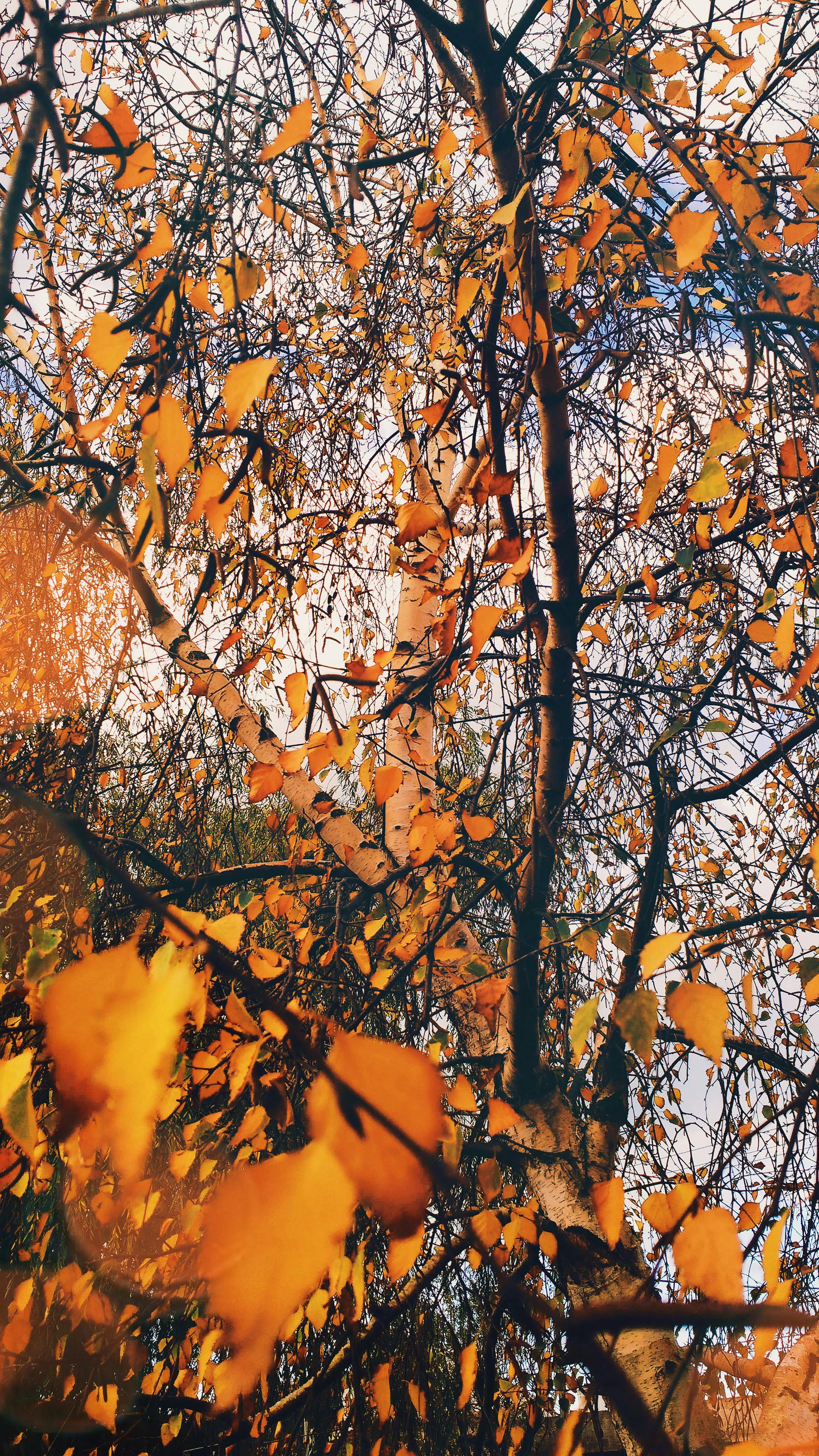 Free stock photo of nature wallpaper, tree, tumblr wallpaper