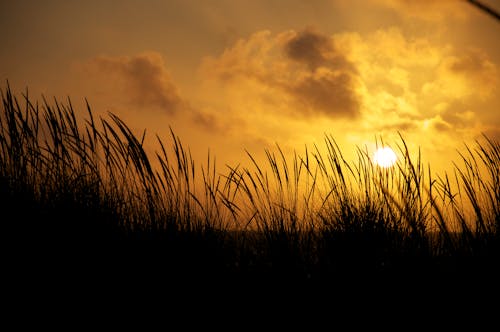 Gratis stockfoto met grassprieten, wolken, zonsondergang