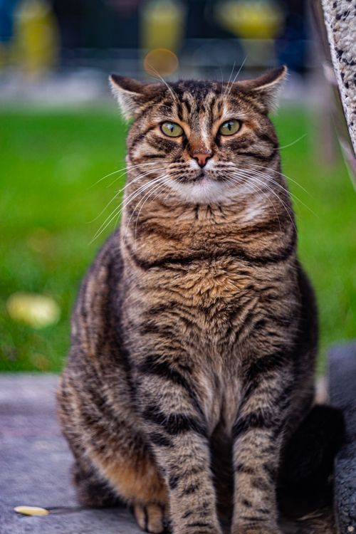 Free Close-up of a tabby cat sitting outdoors in a park in İstanbul, Turkey. Stock Photo
