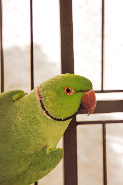 Close-Up Shot of a Rose-Ringed Parakeet Bird