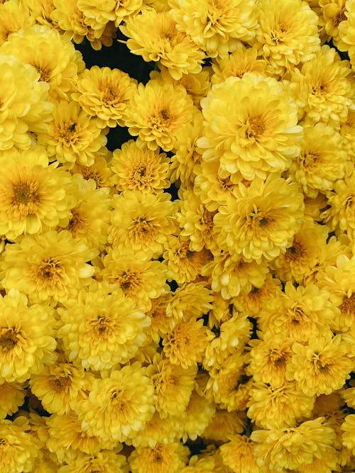 Immagine gratuita di bellissimo, crisantemi, fiori gialli