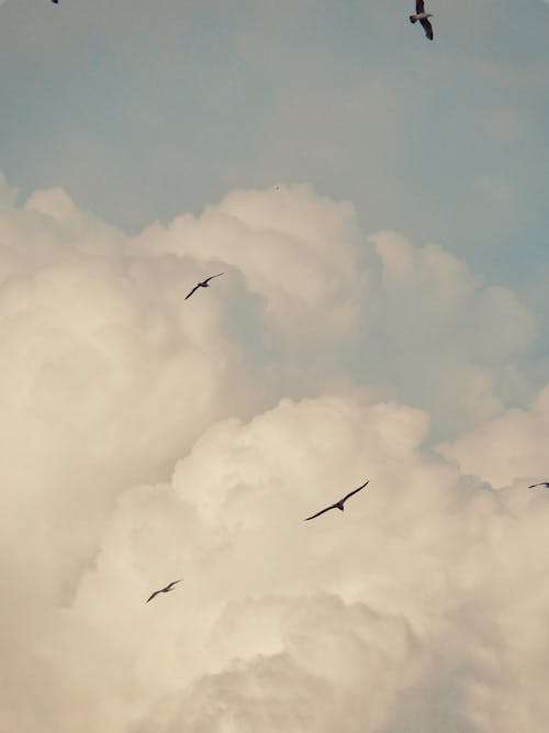 Flock of Birds Flying Under White Clouds