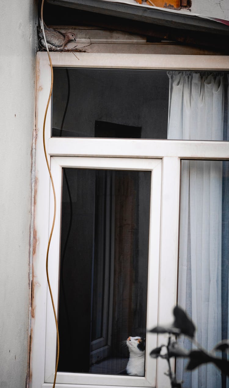 Pet Cat Looking At A Bird Perched On The Window