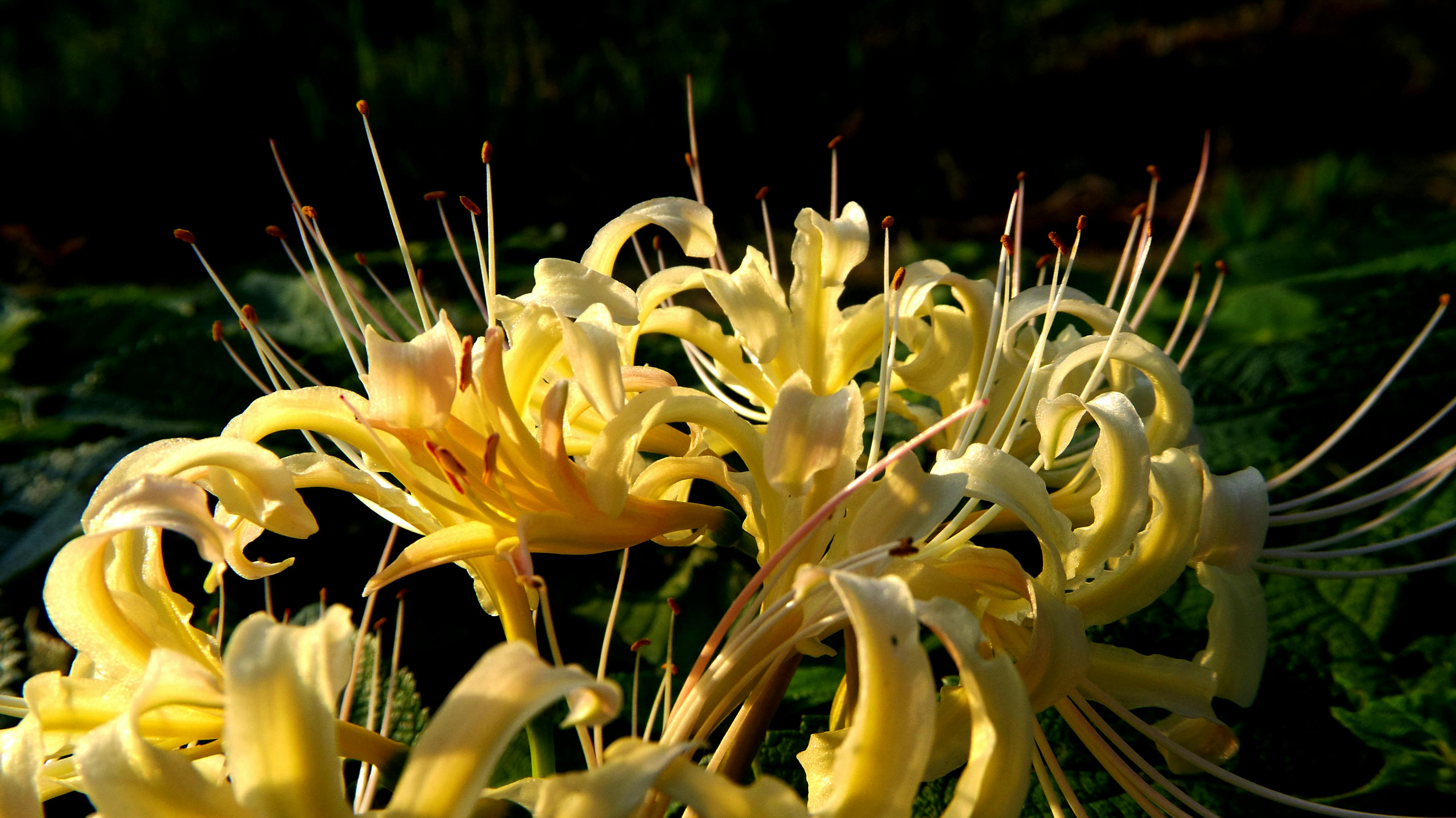 Free stock photo of flowers, Lycoris radiata