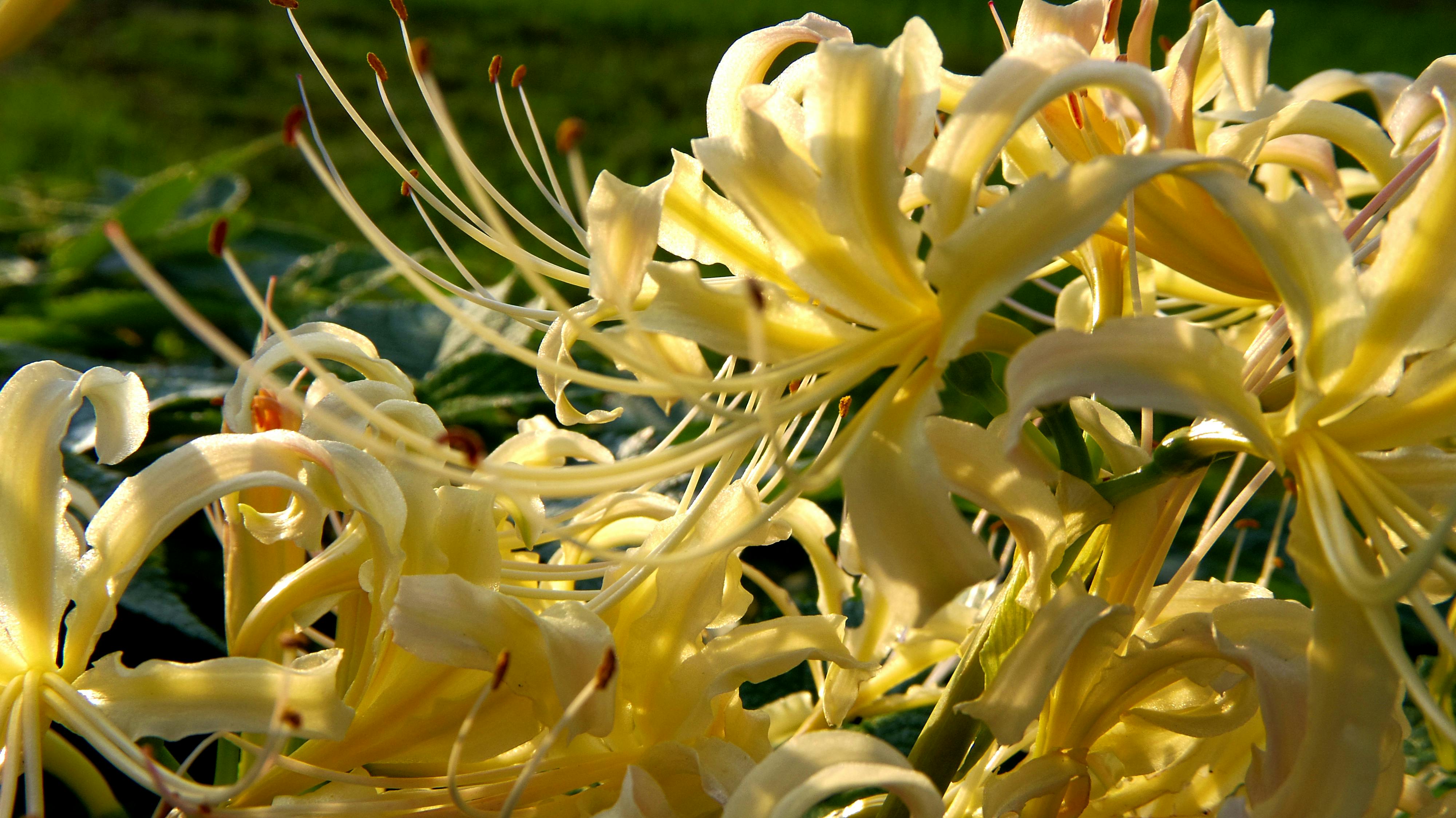 Free stock photo of flowers, Lycoris radiata