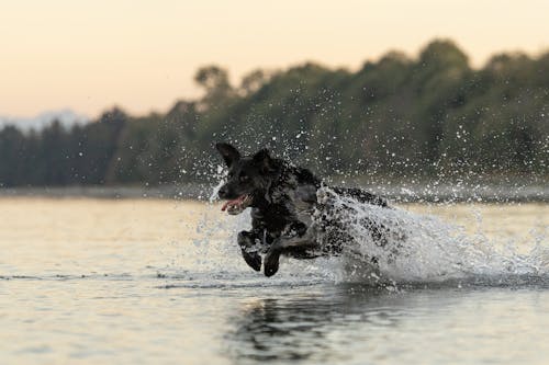 A Dog Jumping on the Water 
