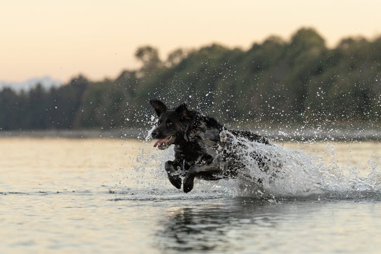 A Dog Jumping On The Water 