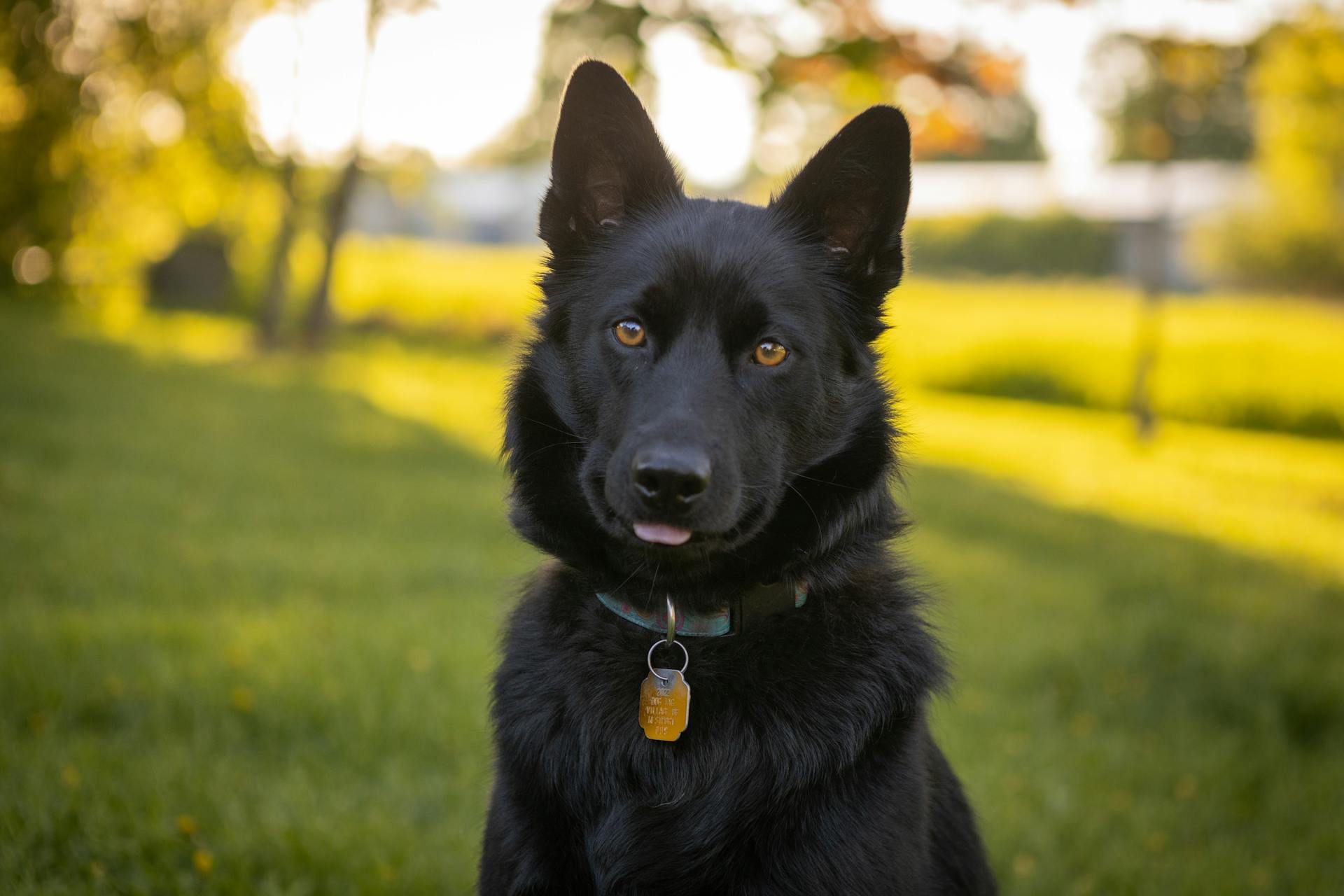 Portrait of Dog