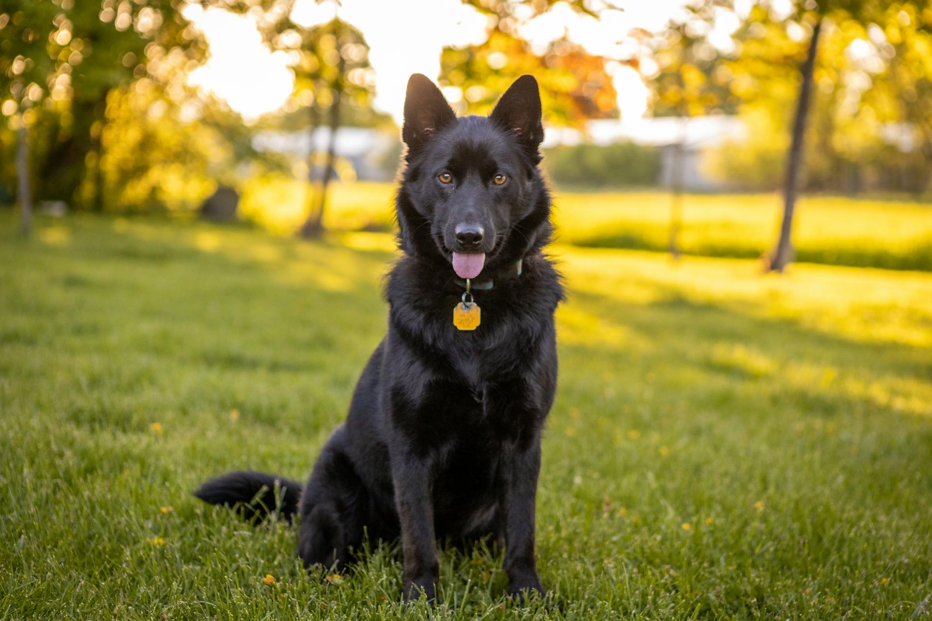 Svart schäferhund på gräs