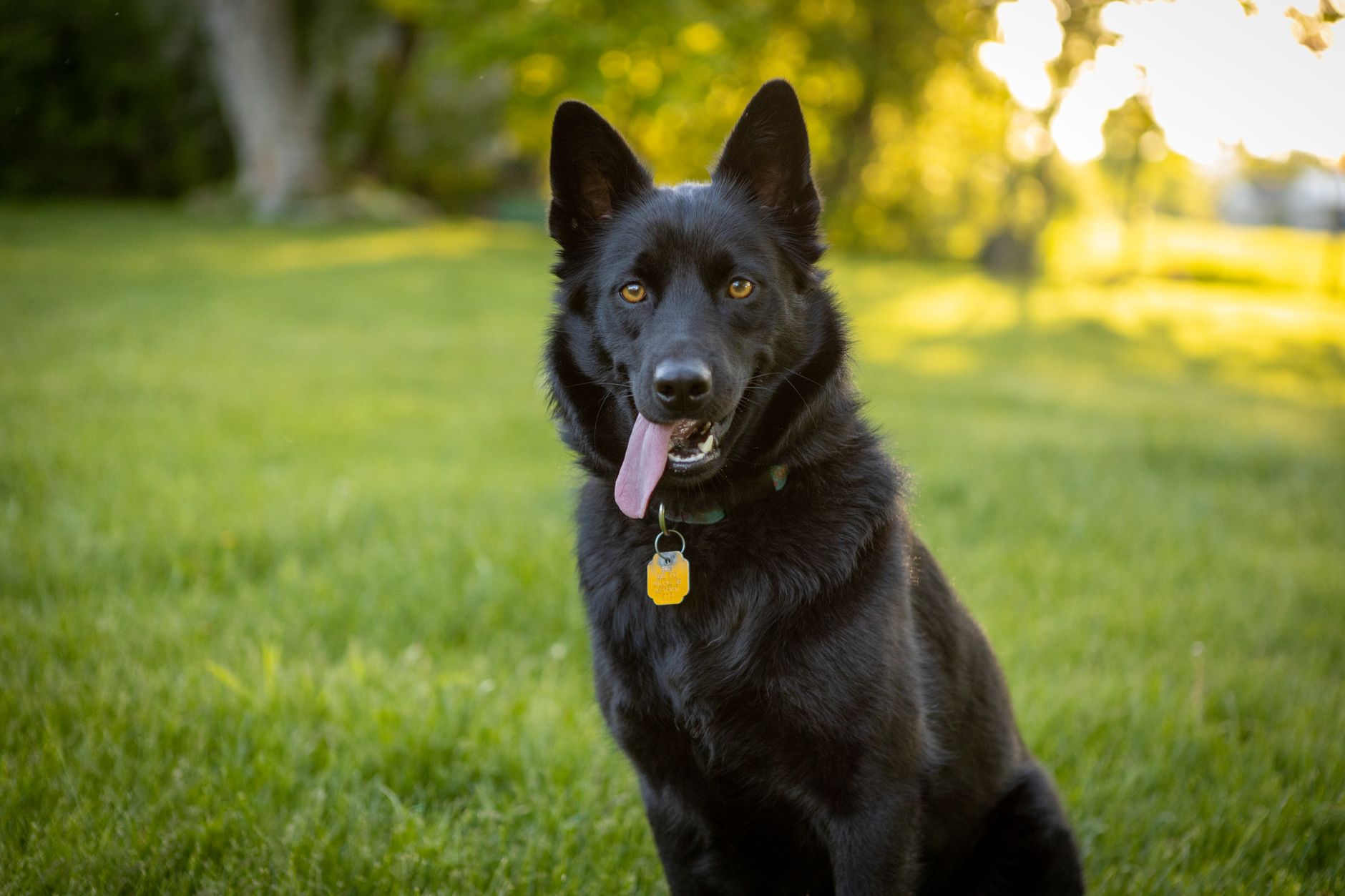 Belgian Sheepdog